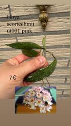 Hoya scortechinii pink ut001, Huis en Inrichting, Kamerplanten, Ophalen of Verzenden