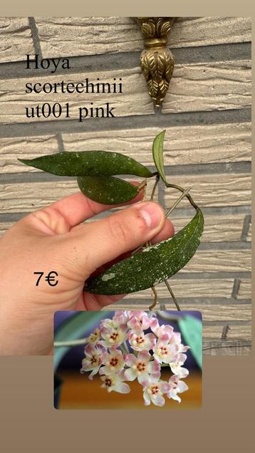 Hoya scortechinii pink ut001 beschikbaar voor biedingen