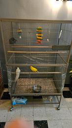 Cage avec couple de kakariki, Animaux & Accessoires, Enlèvement ou Envoi, Comme neuf, Cage à oiseaux