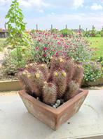 cactussen, Maison & Meubles, Plantes d'intérieur, Cactus, En pot, Enlèvement, Moins de 100 cm