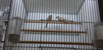MUTATION MAISON MUS, Plusieurs animaux, Oiseau chanteur sauvage, Domestique