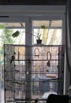 Cage 1m60 x 95cmx 55cm avec 3 kakarikis f., Animaux & Accessoires, Enlèvement