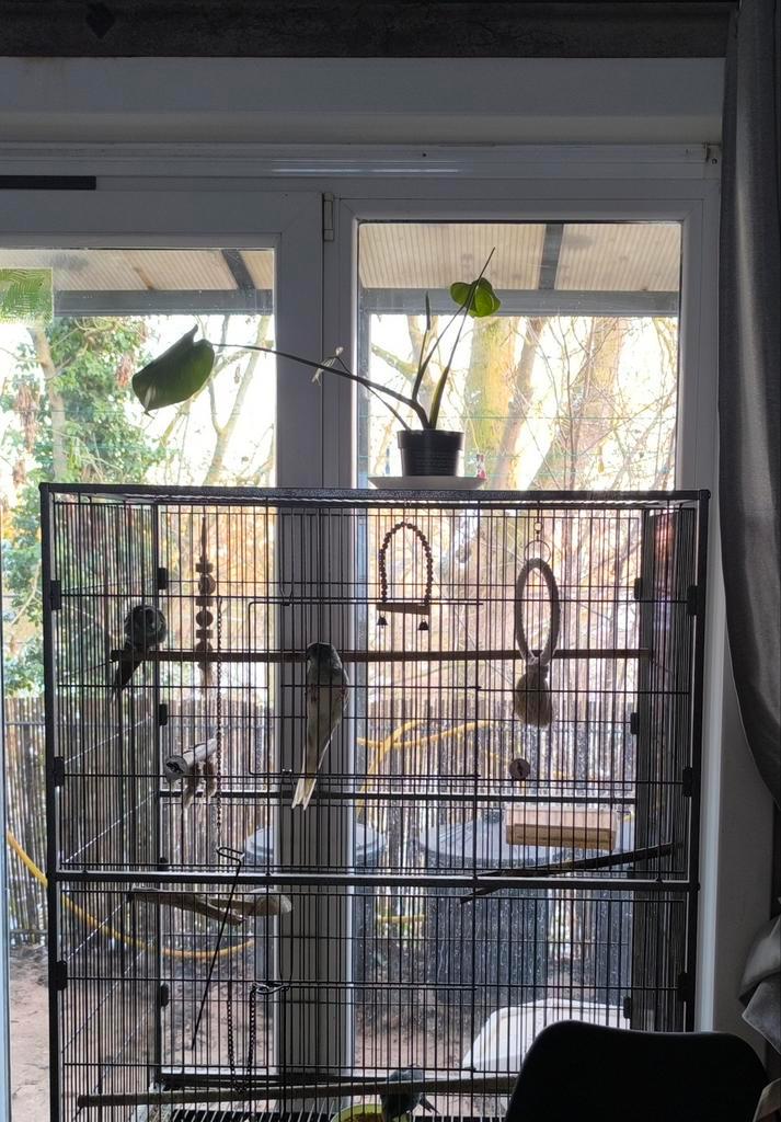 Cage 1m60 x 95cmx 55cm avec 3 kakarikis f., Animaux & Accessoires, Oiseaux | Cages & Volières, Enlèvement