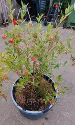 VEENBESSENPLANT - "TOPPER", Ophalen