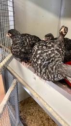 Jonge mechelse koekoek hennetjes Kunnen zonder warmte, Dieren en Toebehoren, Pluimvee