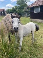 Leuk N.M.P.R.S hengst veulen, Dieren en Toebehoren, Hengst