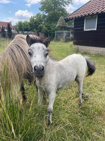 Leuk N.M.P.R.S hengst veulen beschikbaar voor biedingen