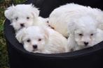 Maltezer pups, Dieren en Toebehoren, Honden | Chihuahua's en Gezelschapshonden, België, Maltezer, CDV (hondenziekte), 8 tot 15 weken