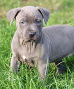 Amerikaanse Stafford pups, Dieren en Toebehoren, België, CDV (hondenziekte), 8 tot 15 weken, American Staffordshire Terriër