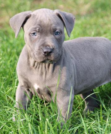 Amerikaanse Stafford pups beschikbaar voor biedingen