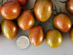 5 graines de petite tomate Brad's Atomic Grape, Graine, Printemps, Envoi