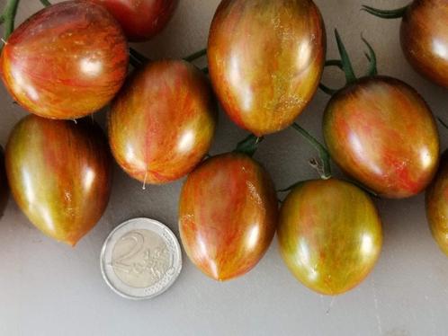 5 zaden kleine tomaat Brad's Atomic Grape, Tuin en Terras, Bloembollen en Zaden, Zaad, Voorjaar, Verzenden