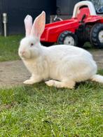 Duitse reus albino, Dieren en Toebehoren