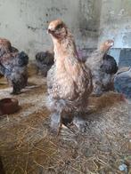 COCHIN GROOTHOENDER GOUDPATRIJS, Dieren en Toebehoren