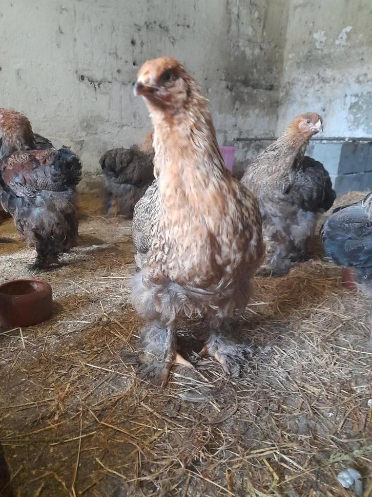 COCHIN GROOTHOENDER GOUDPATRIJS, Dieren en Toebehoren, Pluimvee