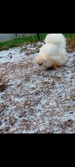 Zijdehoen hen, Dieren en Toebehoren, Pluimvee