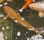 koi's, Karper of Koi