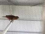 kanaries te koop, Meerdere dieren, Kleurkanarie