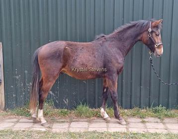 New Forest Ruin, 2 jaar grote D pony beschikbaar voor biedingen