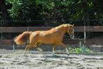 Top brave C pony NEW FOREST 2,5 jaar springpony dressuurpony, Dieren en Toebehoren, Merrie, Minder dan 160 cm, Gechipt, Dressuurpaard