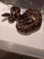 Ball pythons, Serpent, 3 à 6 ans