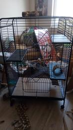 Cage rongeurs/furet, Ophalen, Gebruikt, Kooi, Rat