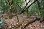 gezocht, omgewaaide bomen, houtkant of bomen, Zakelijke goederen, Landbouw | Werktuigen, Ophalen, Serretuinbouw