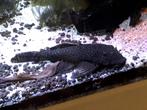 Koppel Ancistrus Dolichopterus + kindjes, Dieren en Toebehoren, Vis, Zoetwatervis