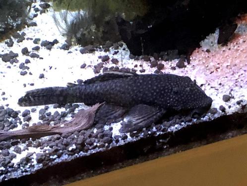 Koppel Ancistrus Dolichopterus + kindjes, Dieren en Toebehoren, Vissen | Aquariumvissen, Zoetwatervis, Vis