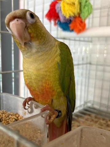 Jonge mannelijke conure van Molina EAM/Tamed ++ beschikbaar voor biedingen