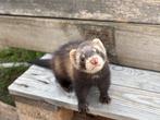 Jonge vrouwelijke fretten, Dieren en Toebehoren, Knaagdieren, Fret, Vrouwelijk, Mei, Tam