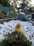 eenden kuikens te koop, Dieren en Toebehoren, Pluimvee, Geslacht onbekend