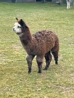 Alpaca merrie, Dieren en Toebehoren, Overige Dieren, December, Vrouwelijk