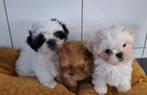 Shih-tzu, België, Overige rassen, CDV (hondenziekte), 8 tot 15 weken