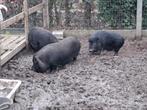 3 mannelijke hangbuikvarkens, Mâle, Porcs, 0 à 2 ans