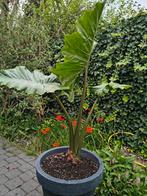 Alocasia Portodora, Groene kamerplant, Ophalen, Overige soorten, 100 tot 150 cm