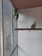 Alexanders kans split lutino, Dieren en Toebehoren, Vogels | Parkieten en Papegaaien