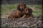 Teckel pups langhaar, Dieren en Toebehoren, België, CDV (hondenziekte), 8 tot 15 weken, Dwerg