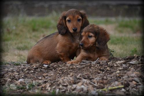 Teckel pups langhaar, Dieren en Toebehoren, Honden | Teckels en Dashonden, Meerdere dieren, Langhaar, Dwerg, Fokker | Professioneel