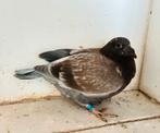 Jonge 2de ronde, Dieren en Toebehoren, Vogels | Duiven, Meerdere dieren, Postduif