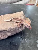 Gecko à crête - Correlophus Cilliatus Lily white, Animaux & Accessoires, Lézard, 0 à 2 ans