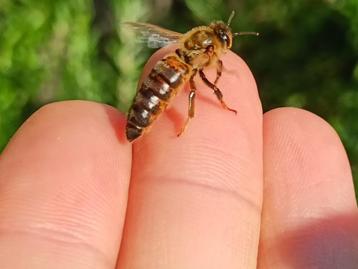 Gratis bestuiving: boomgaard, tuin, weiland  beschikbaar voor biedingen