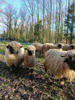 Walliser  ooi lam, Dieren en Toebehoren, Schapen, Geiten en Varkens, Vrouwelijk, Schaap, 0 tot 2 jaar