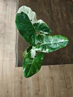 Alocasia Macrorrhiza albo., Huis en Inrichting, Ophalen