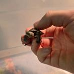 Baby waterschildpadjes, Dieren en Toebehoren, Schildpad