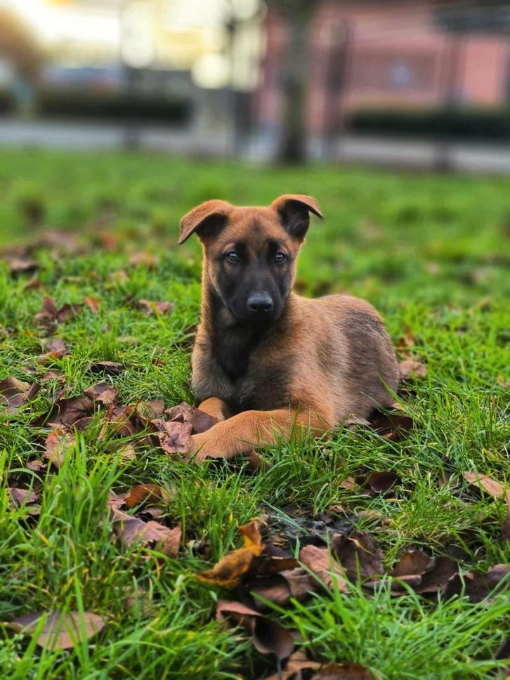 Uniek mooie Mechelse herder pups te koop, Dieren en Toebehoren, Honden | Herdershonden en Veedrijvers, Meerdere dieren, Herder