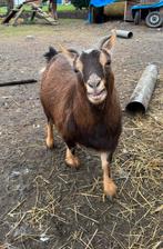 2 miekes/ vrouwtjes geiten, Dieren en Toebehoren