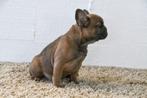 Chiots bouledogue français à vendre, 15 semaines à 1 an, Étranger, Hépatite contagieuse (maladie de Rubarth), Plusieurs animaux