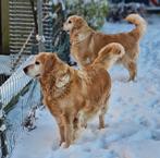 Golden retriever pups huiselijk opgevoed., Dieren en Toebehoren, Honden | Retrievers, Spaniëls en Waterhonden, CDV (hondenziekte)