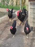 Zwarte en witte leghorn: eieren te koop, Dieren en Toebehoren, Pluimvee, Kip